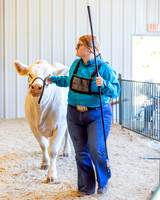 DC FFA Dyer County Fair09/07/2024 Cattle Show