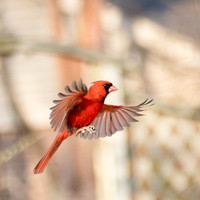 Cardinals