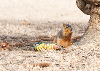 Squirrels