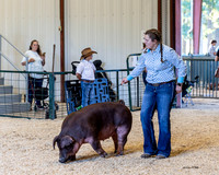 DC FFA Dyer County Fair 09/05/2024 Swine Show