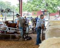 DC FFA Gibson County Fair 08/29/2024